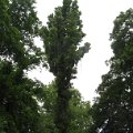 Szarvas 089